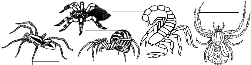 Spiders & Scorpions Labeling Pages