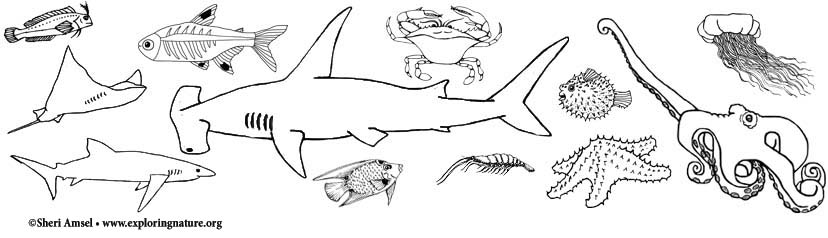 Download A PDF of All the Following Ocean Animal Coloring Pages (for Downloading and Printing Out)