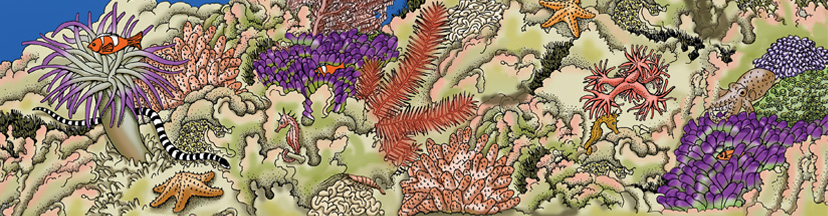 Sea Anemones & Coral
