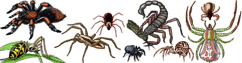 Предки паукообразных