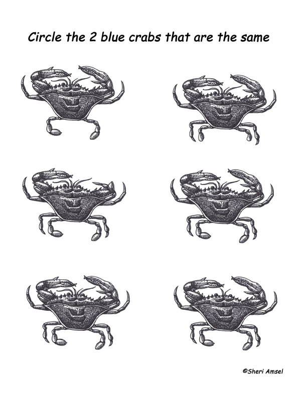 Matching Crabs - Observation Activity