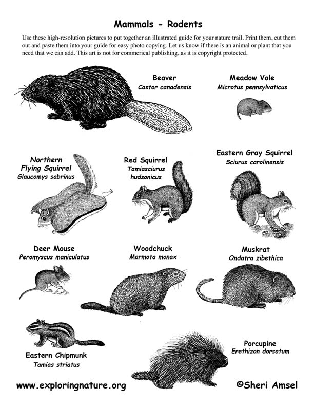 Rodent Identification Chart