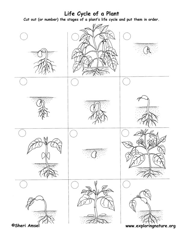 plant life drawing