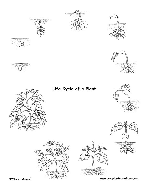 plant life drawing