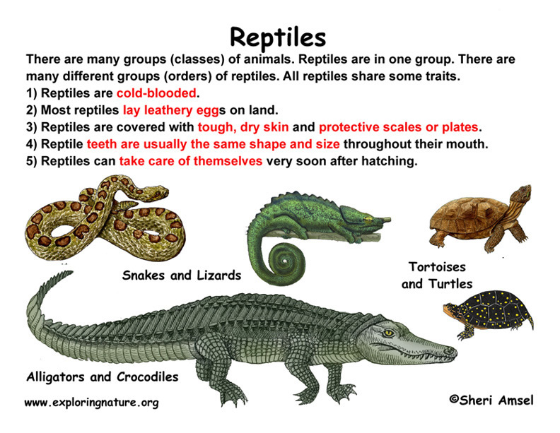 Class - Reptiles (Grade K-3)