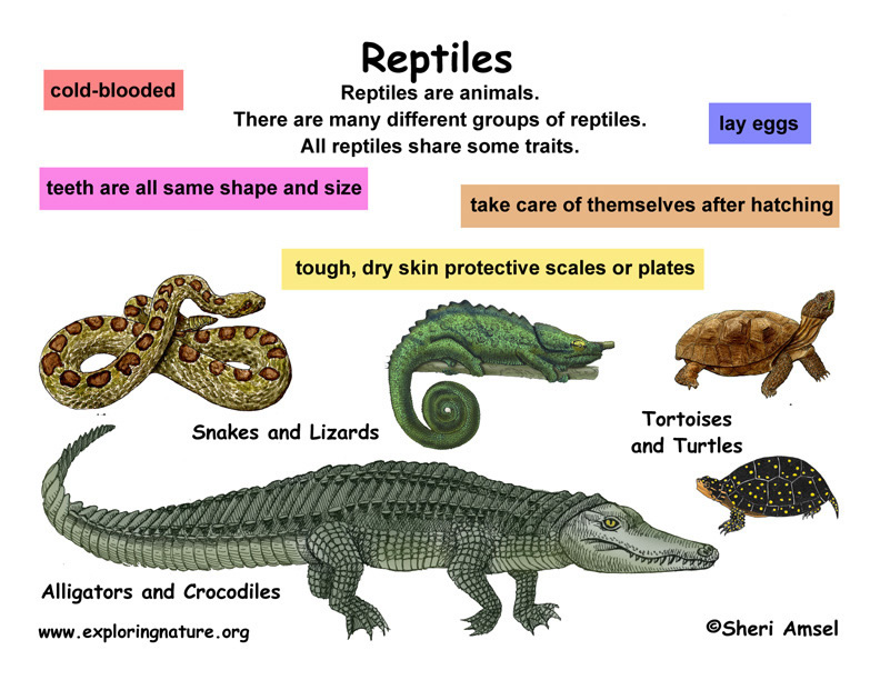 Class - Reptiles (Grade K-3)