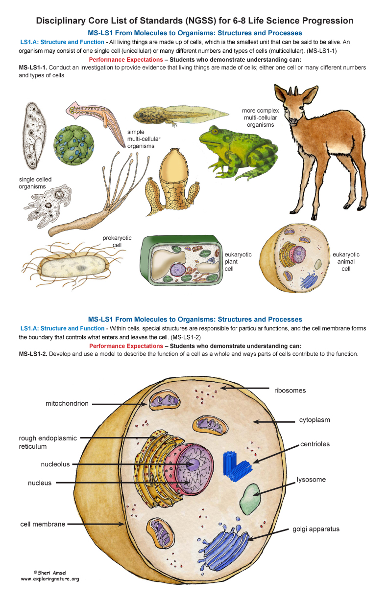 Grades 68 Life Science Standards and Poster (11x17")