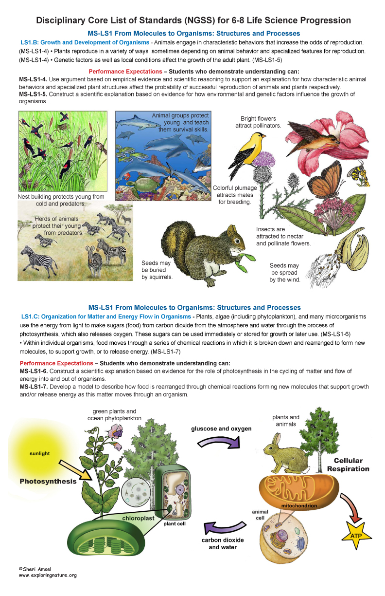 Grades 68 Life Science Standards and Poster (11x17")