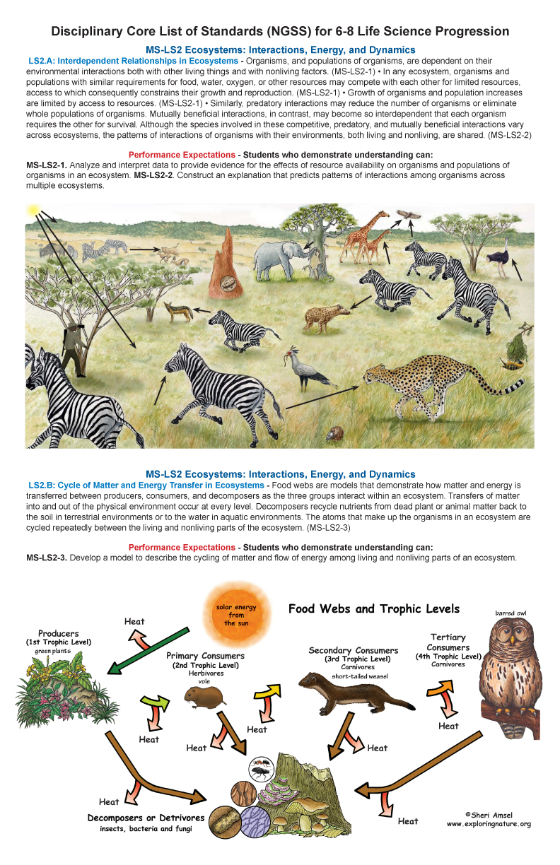  Life Science Standards for Grade 6-8 on Large Illustrated Posters
