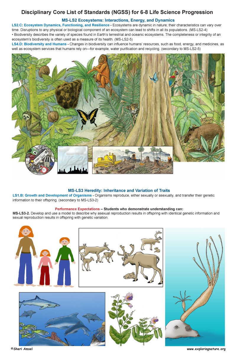   Life Science Standards for Grade 6-8 on Large Illustrated Posters