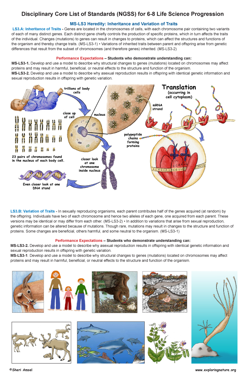   Life Science Standards for Grade 6-8 on Large Illustrated Posters