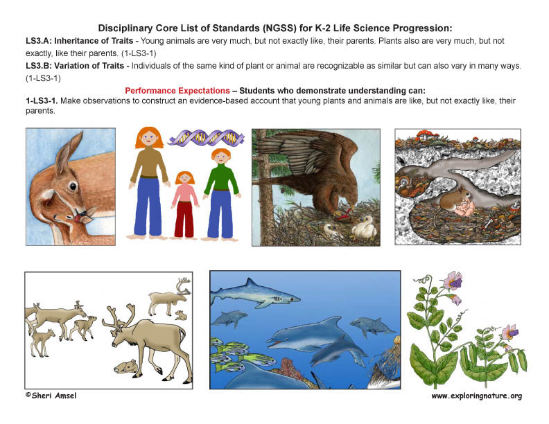 Grade K-2 Life Science Standards and Posters ( x11 Grade K-2 Life Science Standards and Posters ( x11