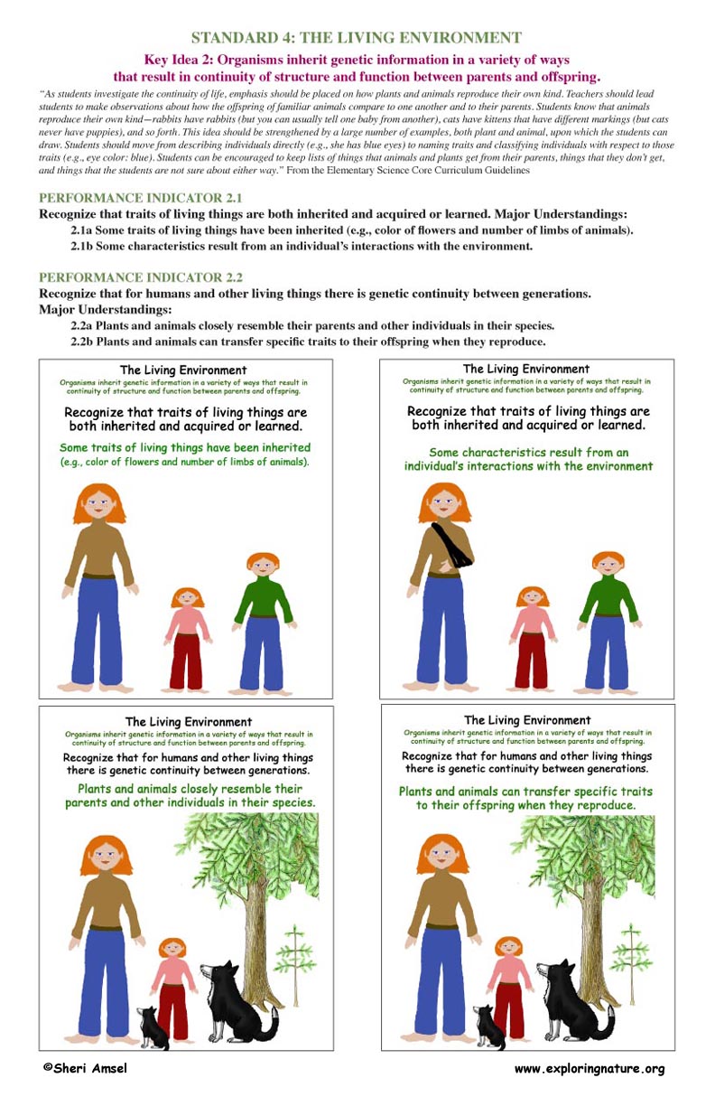 <p><strong>Key Idea 2:</strong> Organisms inherit genetic information in a variety of ways that result in continuity of structure and function between parents and offspring.</p>