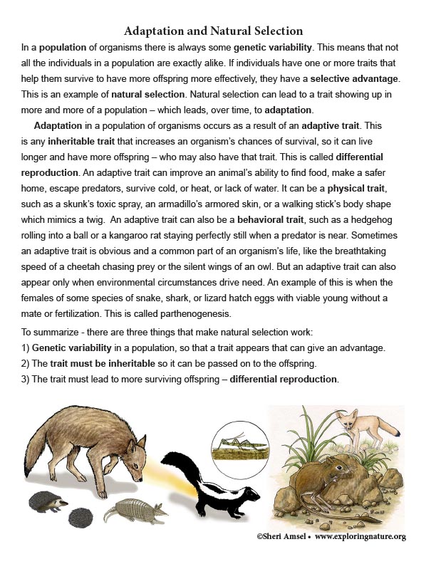 Adaptation and Natural Selection (6-8 Grade) Adaptation and Natural Selection (6-8 Grade)