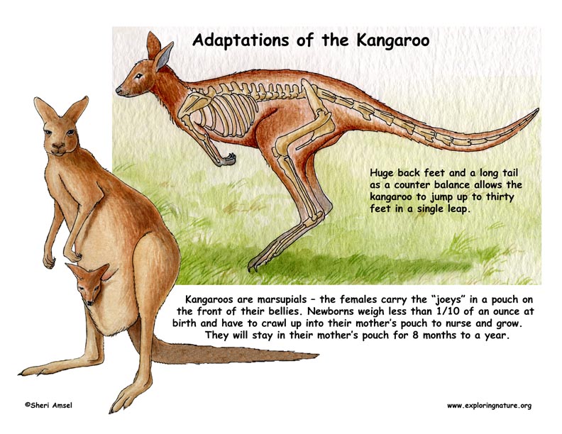 Adaptations of the Kangaroo