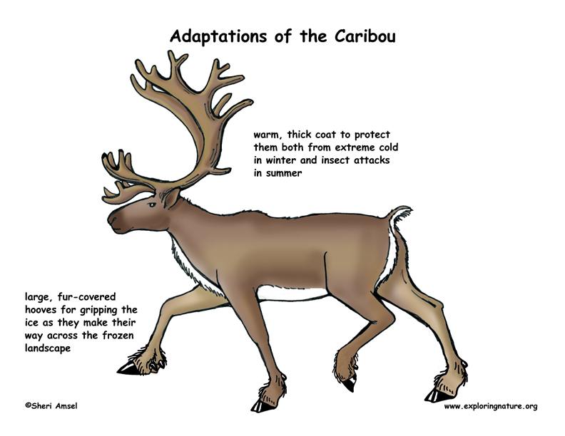 Adaptations of the Caribou