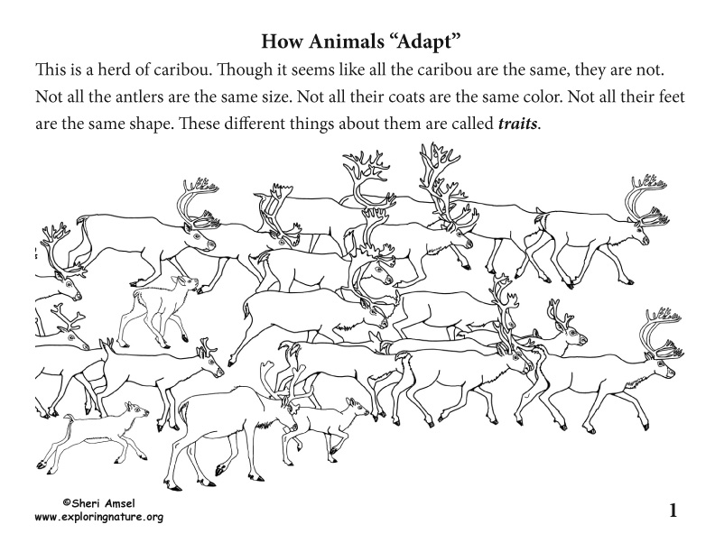 Adaptation Illustrated for K-5, caribou adaptation