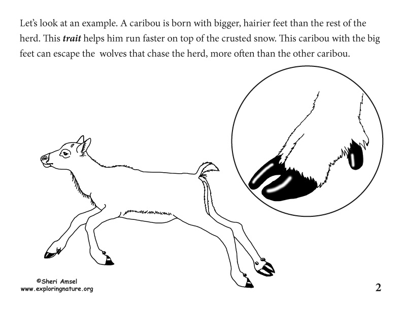Adaptation Illustrated for K-5, caribou adaptation