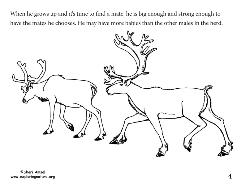 Adaptation Illustrated for K-5, caribou adaptation