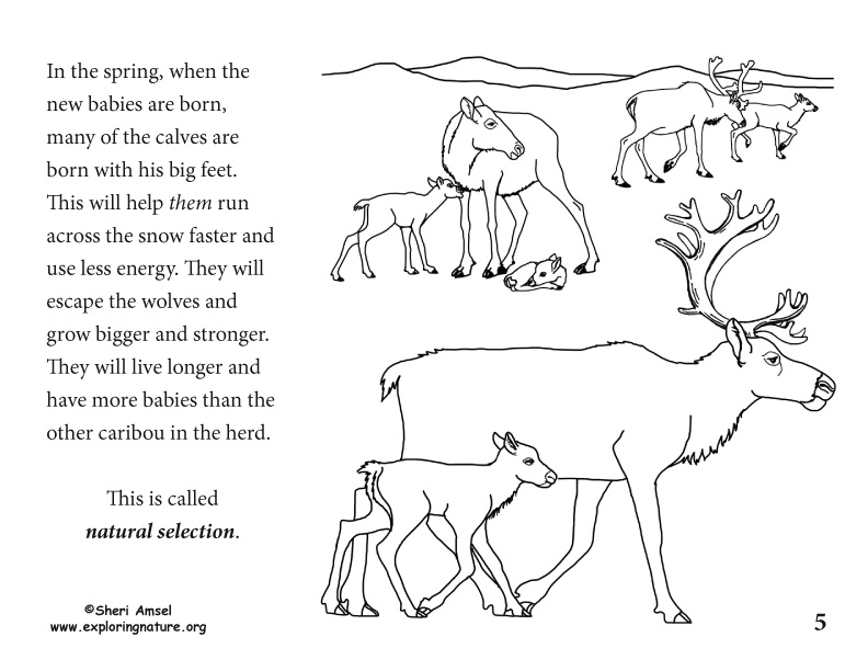 Adaptation Illustrated for K-5, caribou adaptation