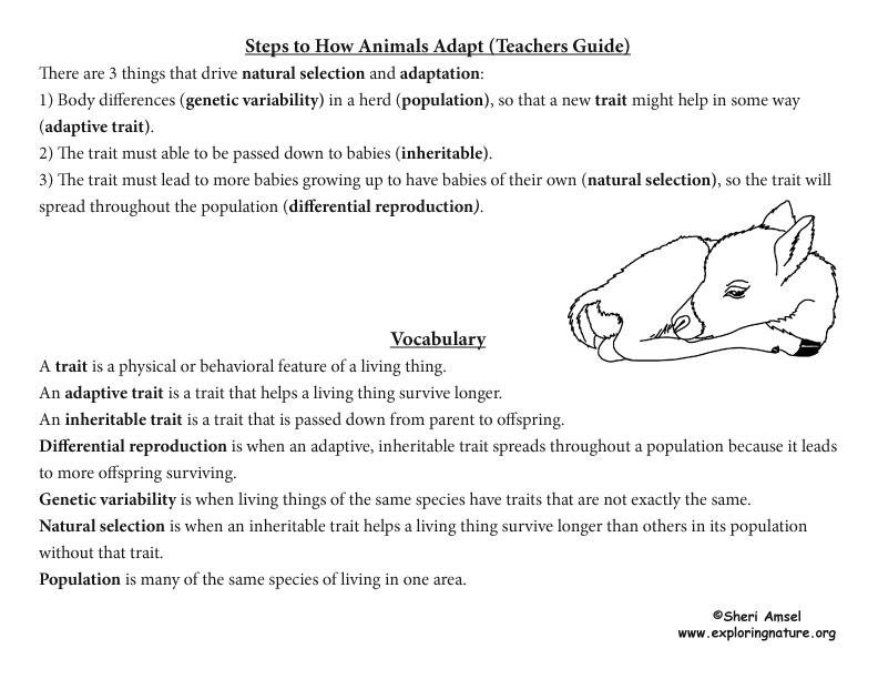 Adaptation Illustrated for K-5, caribou adaptation