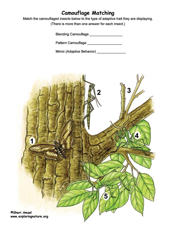 Insect Adaptation - Camouflage Matching Insect Adaptation - Camouflage Matching