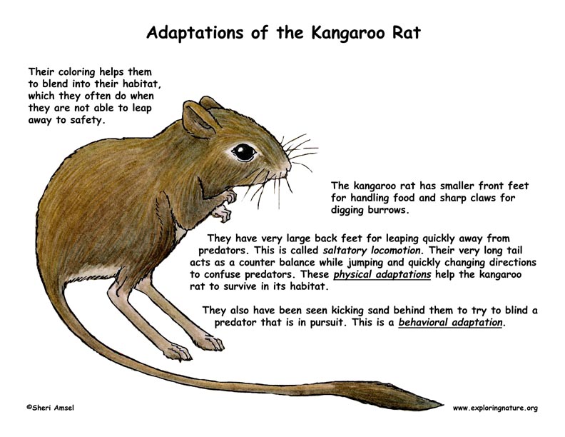 Adaptations of the Kangaroo Rat
