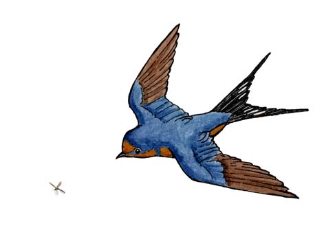 Adaptations of the Barn Swallow