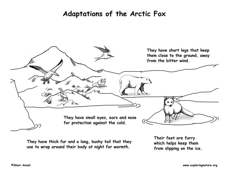 Adaptations of the Arctic Fox
