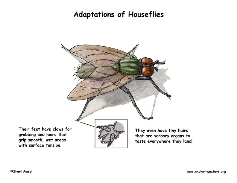 Adaptations of the Housefly 
