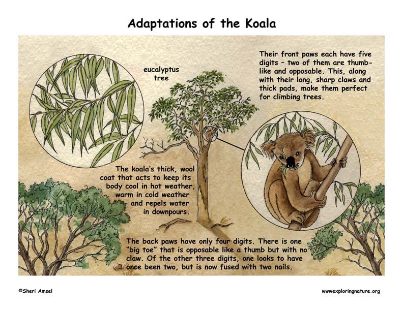 Adaptations of the Koala Adaptations of the Koala