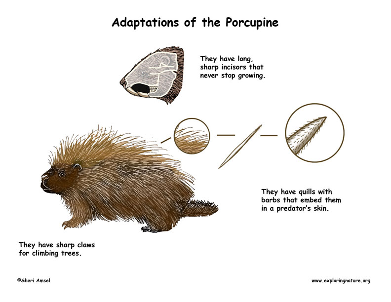 Why Porcupine Quills Slide in with Ease But Come Out with