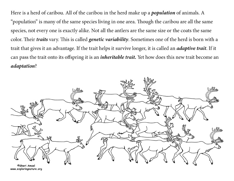 Adaptation Illustrated