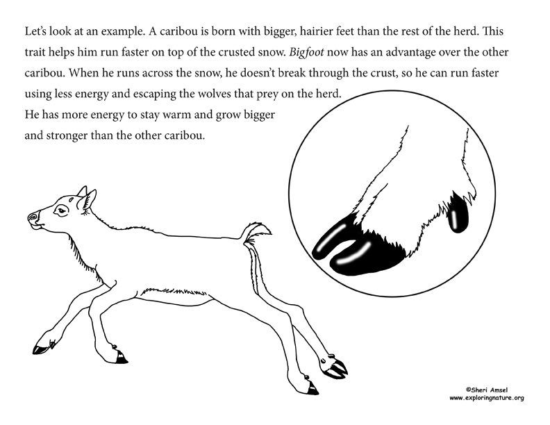 Adaptation Illustrated