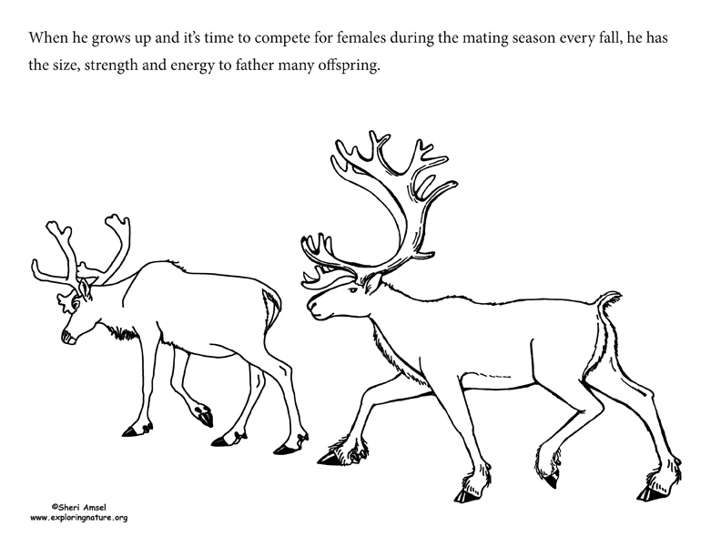 Adaptation Illustrated