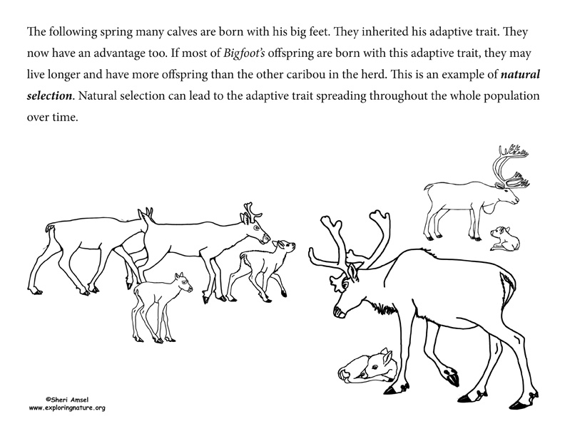Adaptation Illustrated for Middle School/HS