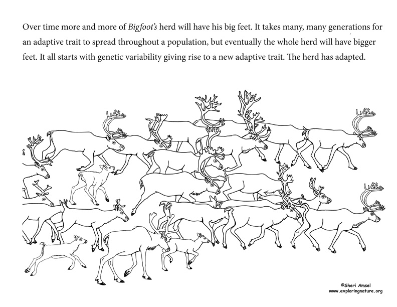 Adaptation Illustrated
