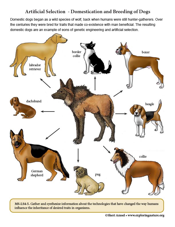 Domestication of Dogs diagram