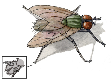 Adaptations of the Housefly 