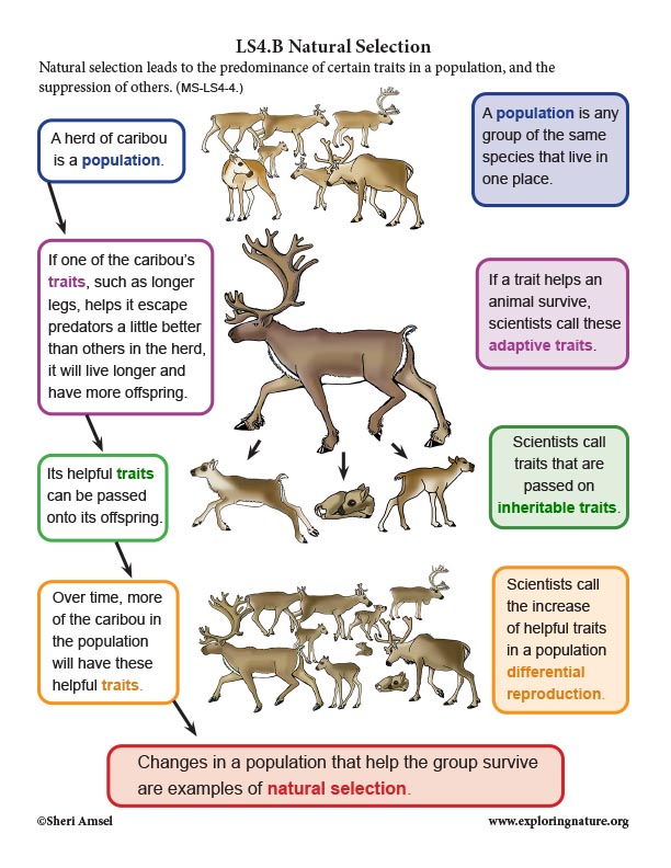 critical thinking questions about natural selection