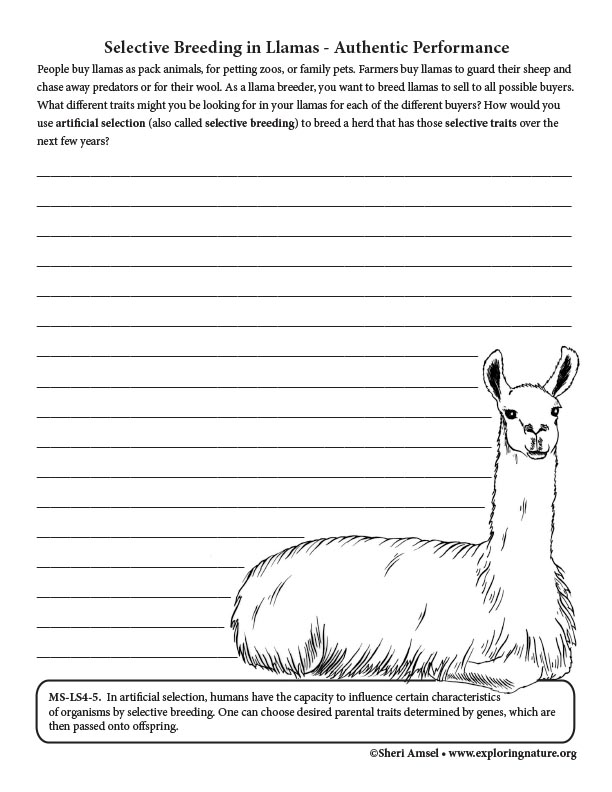 Selective Breeding in Llamas - Authentic Performance