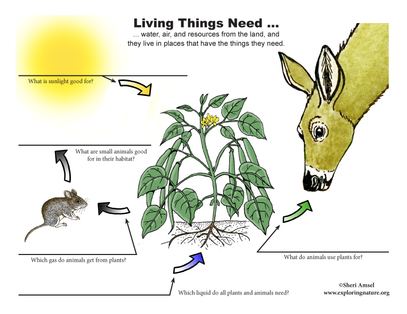 What Do Living Things Need? Fill in The Blank What Do Living Things Need? Fill in The Blank