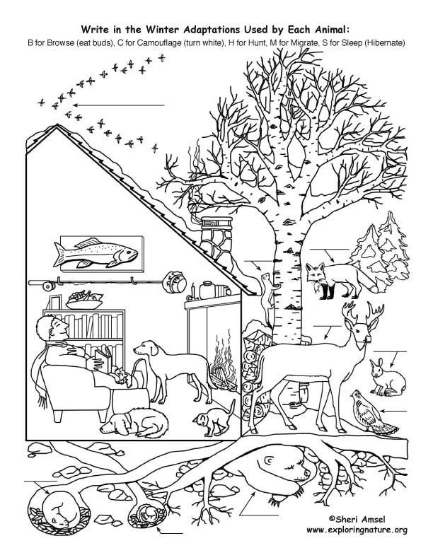 Winter Adaptations Activity, hibernation activity, 