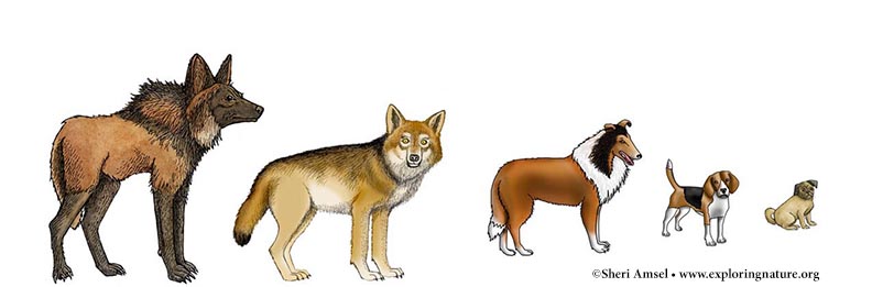 Domestication of Dogs - Artificial Selection - Critical Thinking 