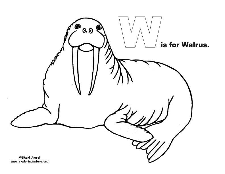 Ocean Alphabet Coloring Book