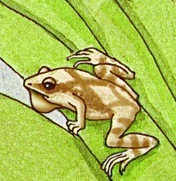Frog (Spring Peeper)