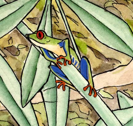 Frog (Red-eyed Tree)