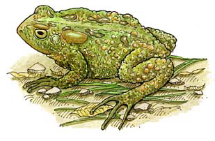 Toad (American)