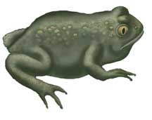 Toad (Great Basin Spadefoot)
