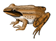 Frog (Wood)